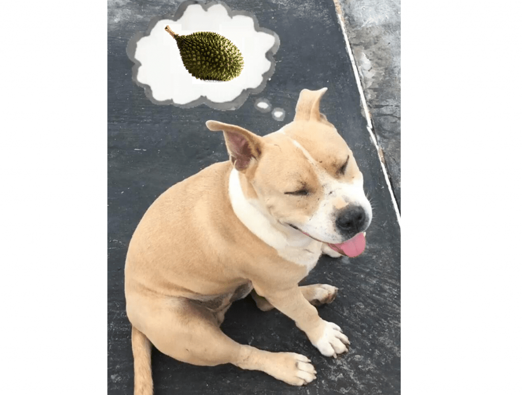 cute-dog