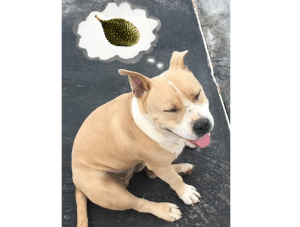 cute-dog